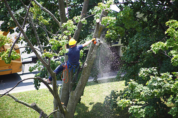 Professional Tree Care in Carpentersville, IL